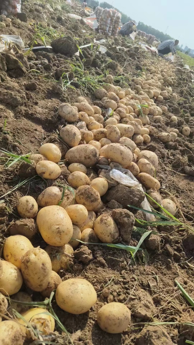 精品新土豆沃土五号大量上市，产地直发，欢迎来电