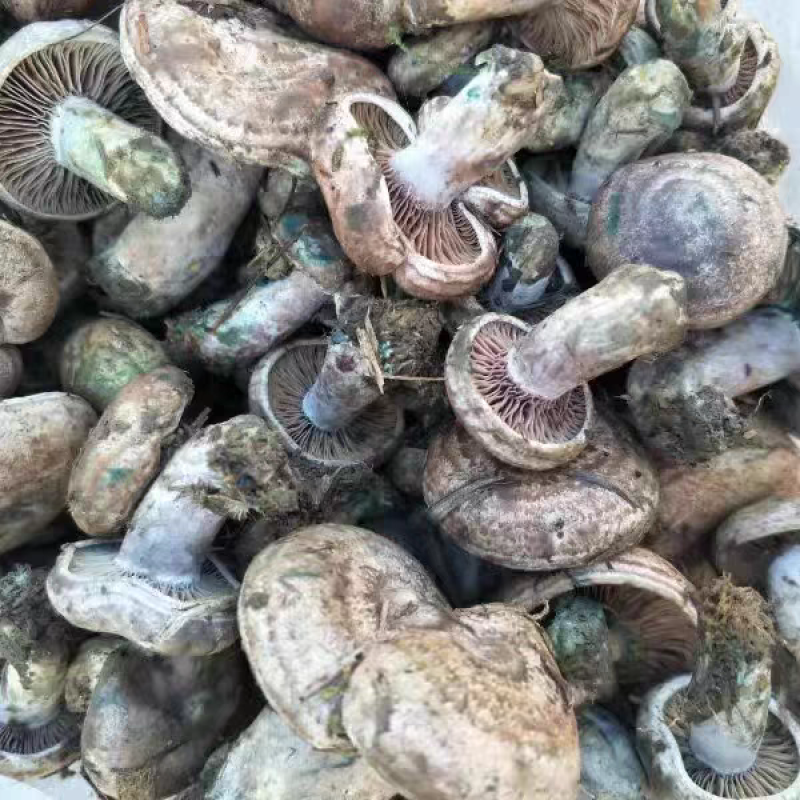 黄枞菌松乳菇乌枞菌