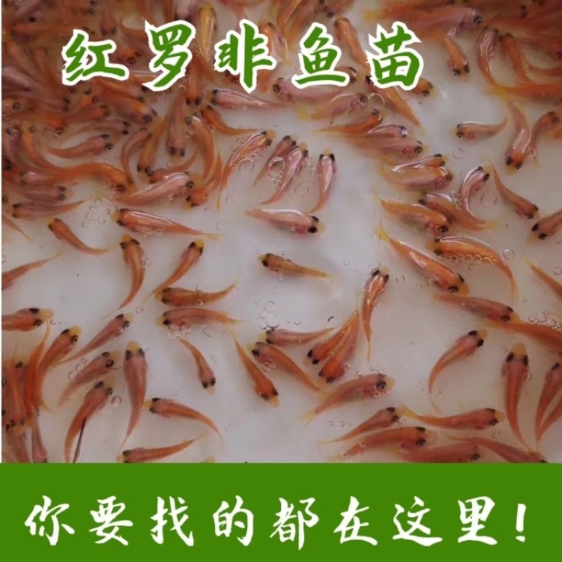 罗非鱼苗红罗非鱼苗规格齐全可视频和实地挑选保证品种