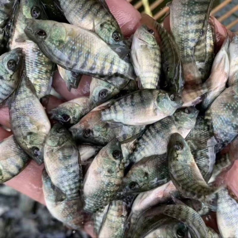 海南正壹罗非苗耐高温单性罗非苗苗场直发，量大优惠