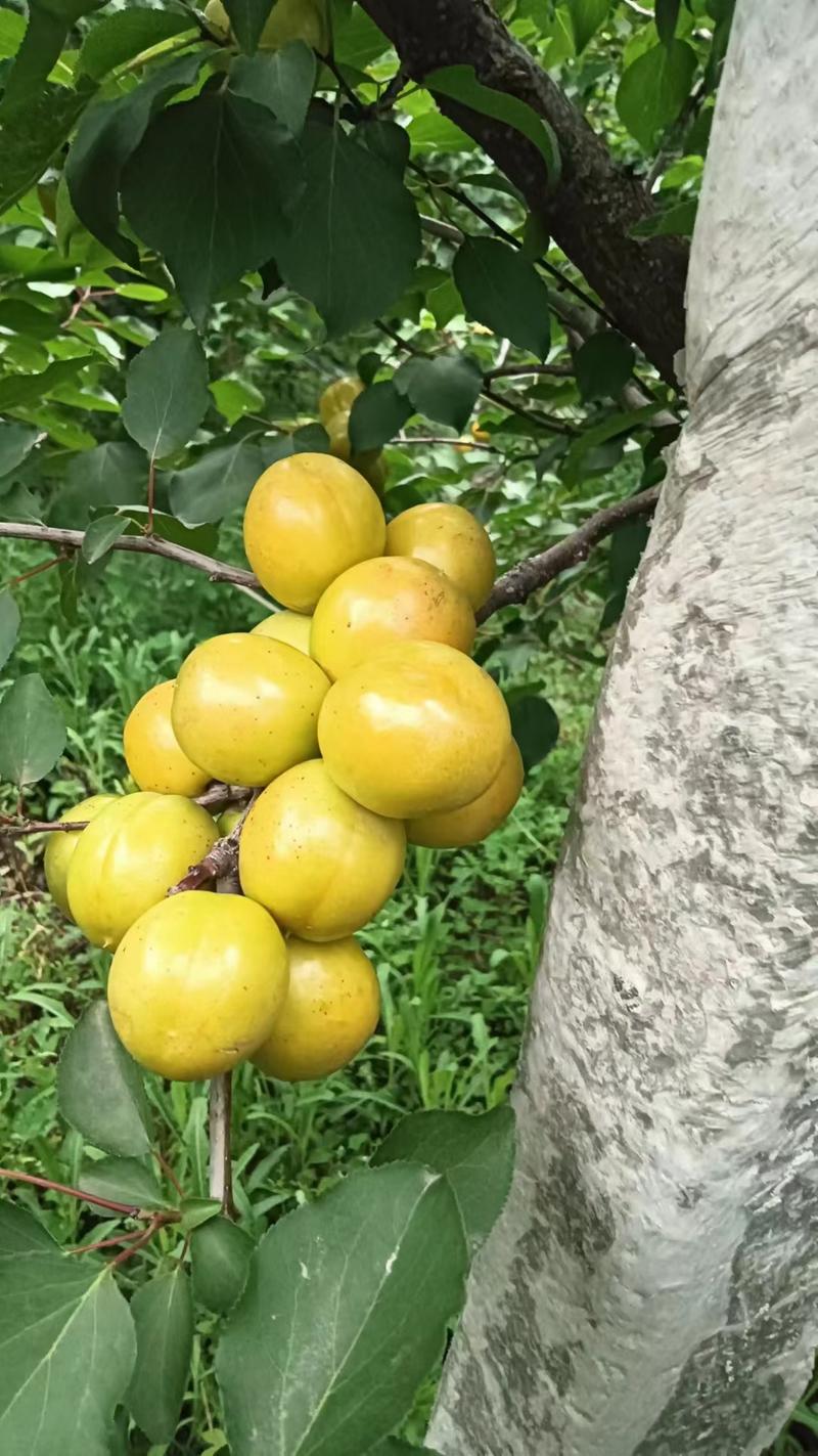 陕西大荔县优质黄金子珍珠油杏大量上市，产地直发，货源足