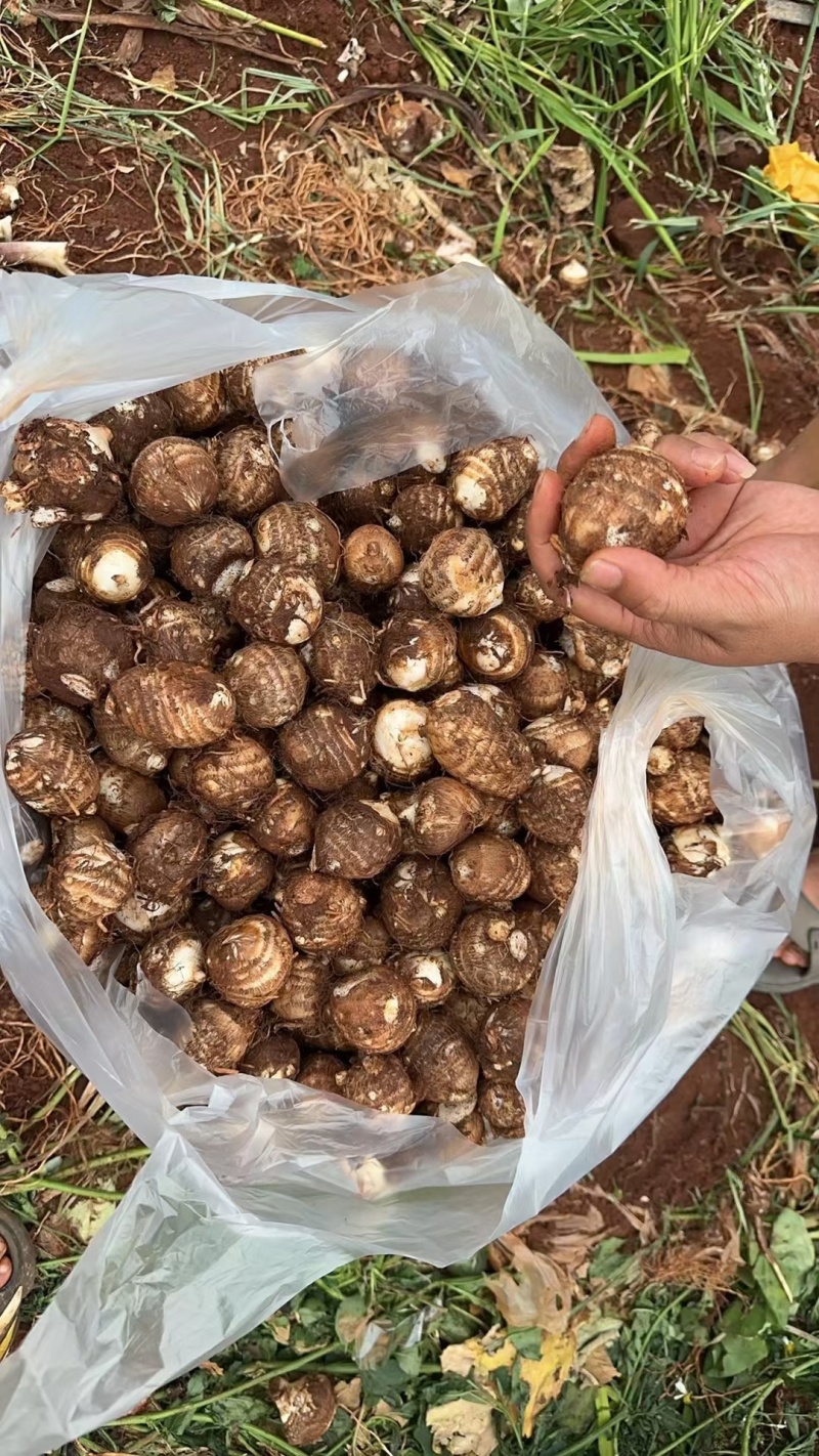 云南高原新鲜牛奶小毛芋头，奶油芋头