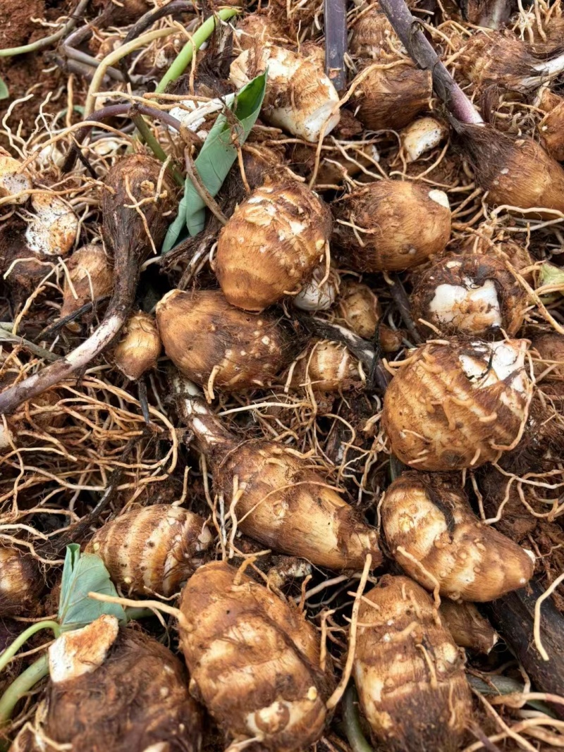 云南高原新鲜牛奶小毛芋头，奶油芋头