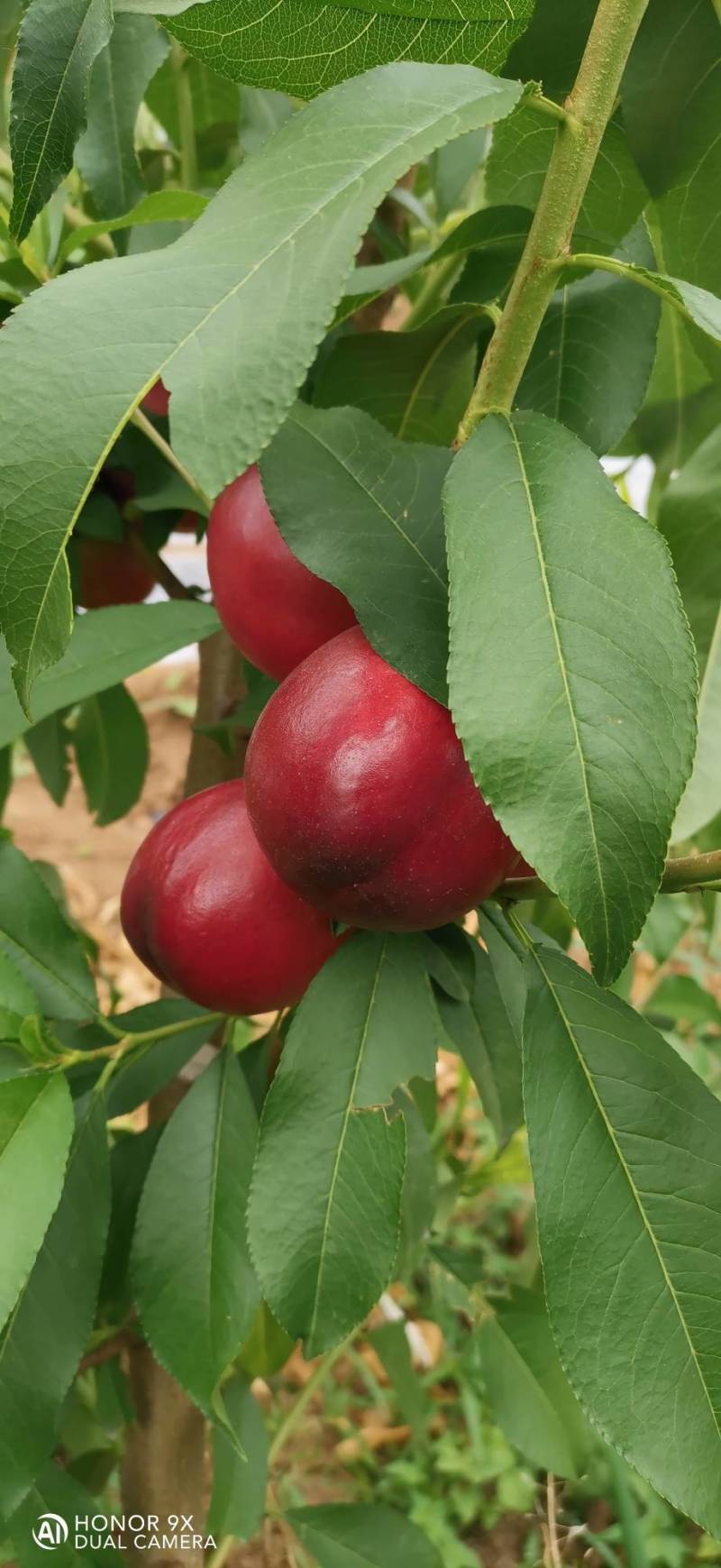 珍珠枣油桃1号