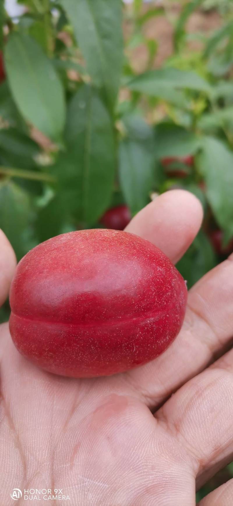 珍珠枣油桃1号