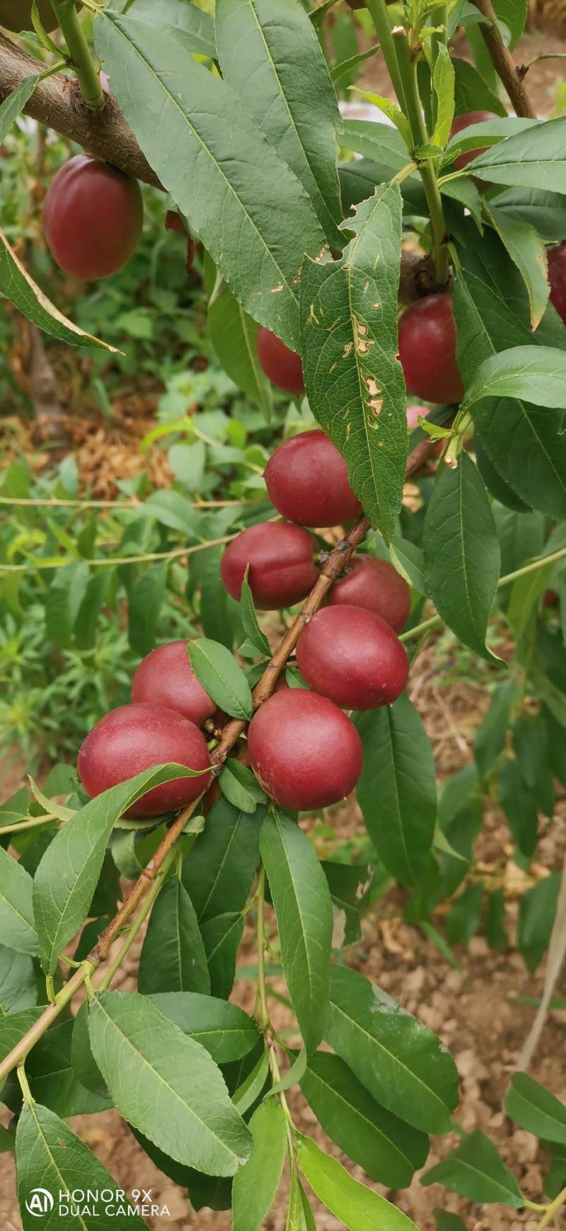 珍珠枣油桃1号