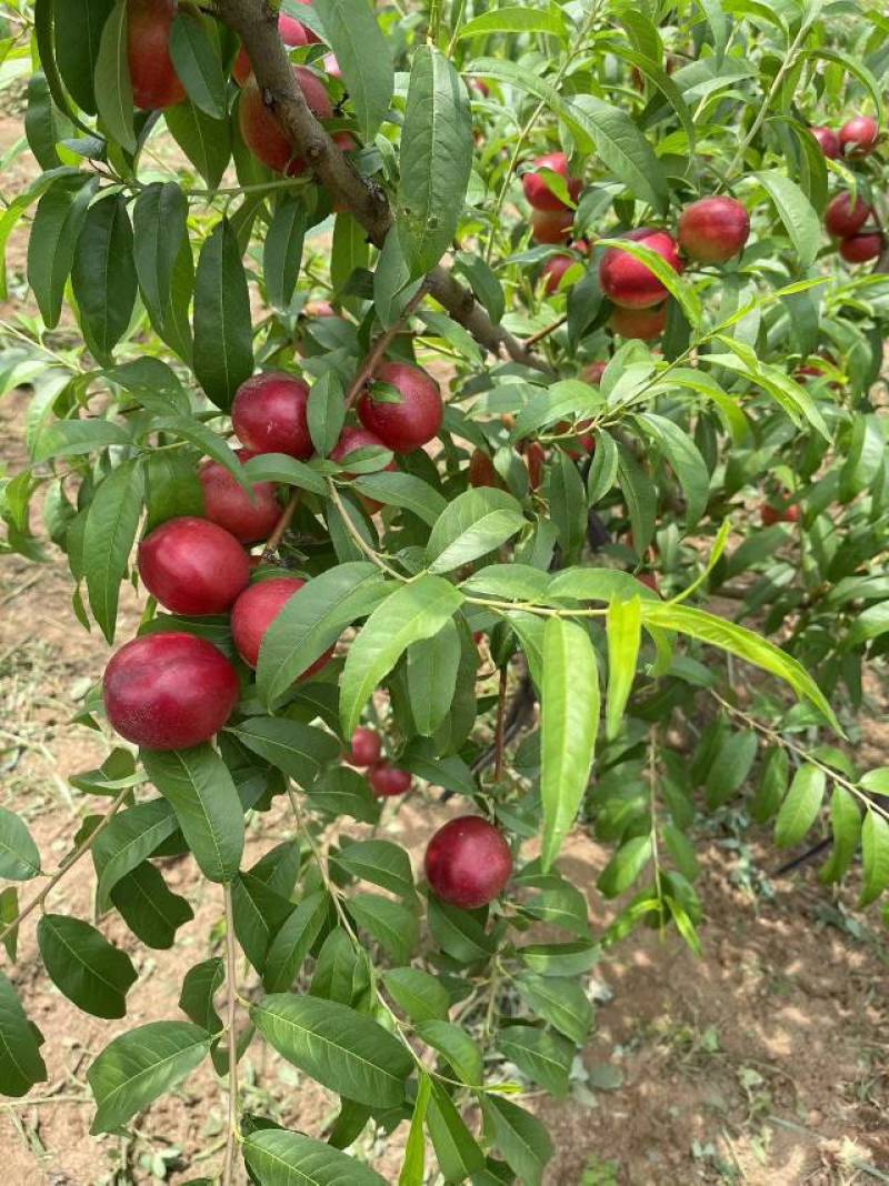 珍珠枣油桃1号