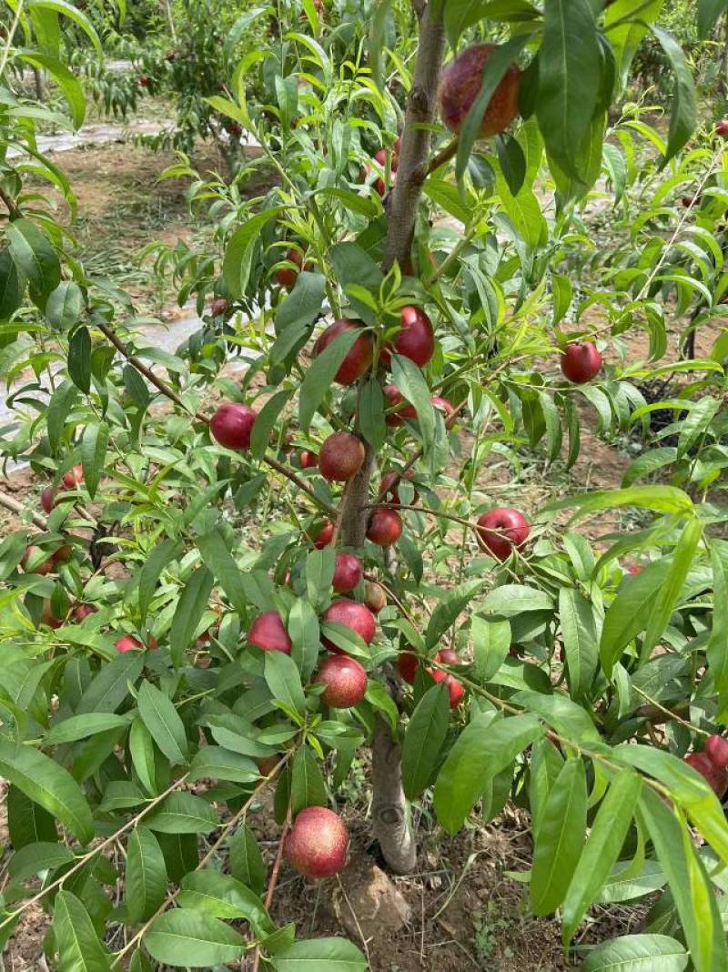 珍珠枣油桃1号