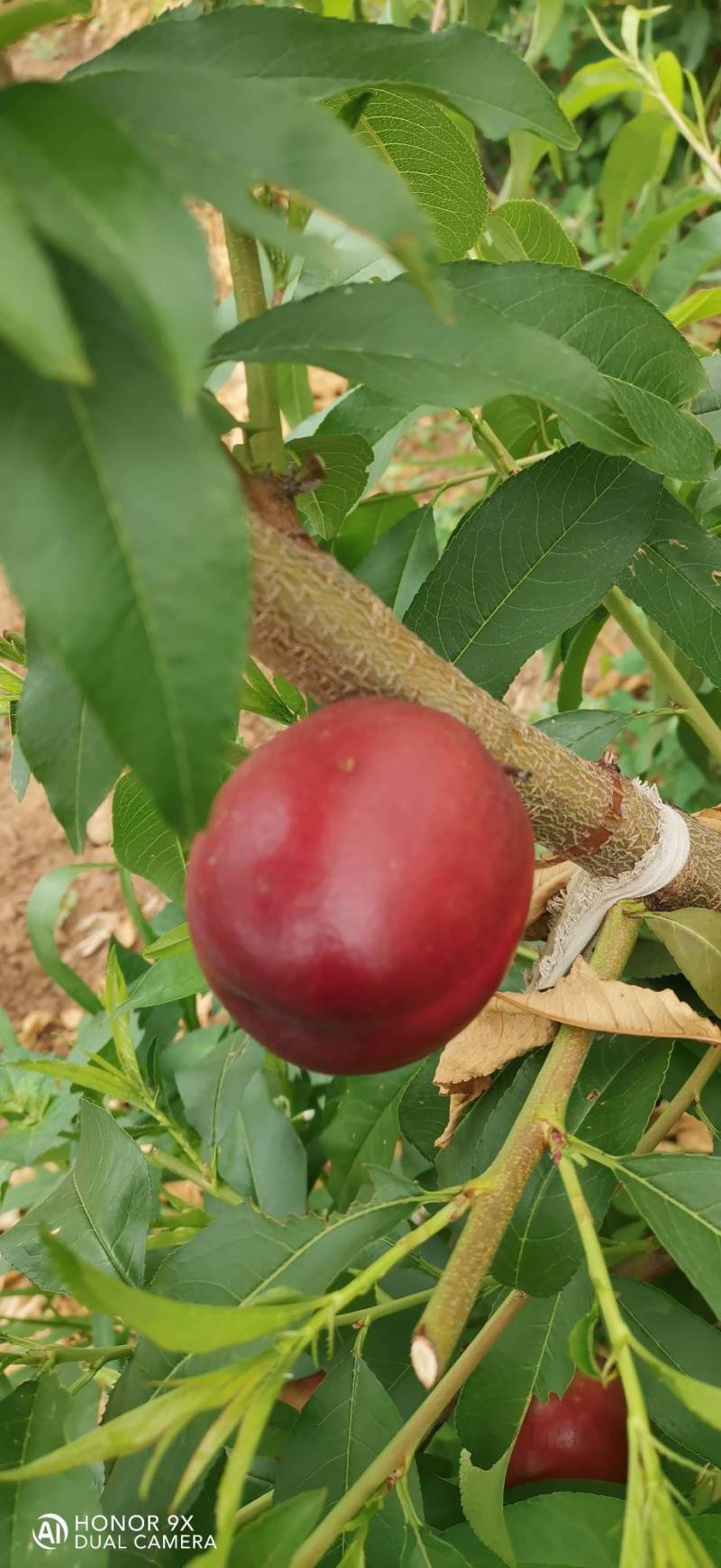 珍珠枣油桃1号