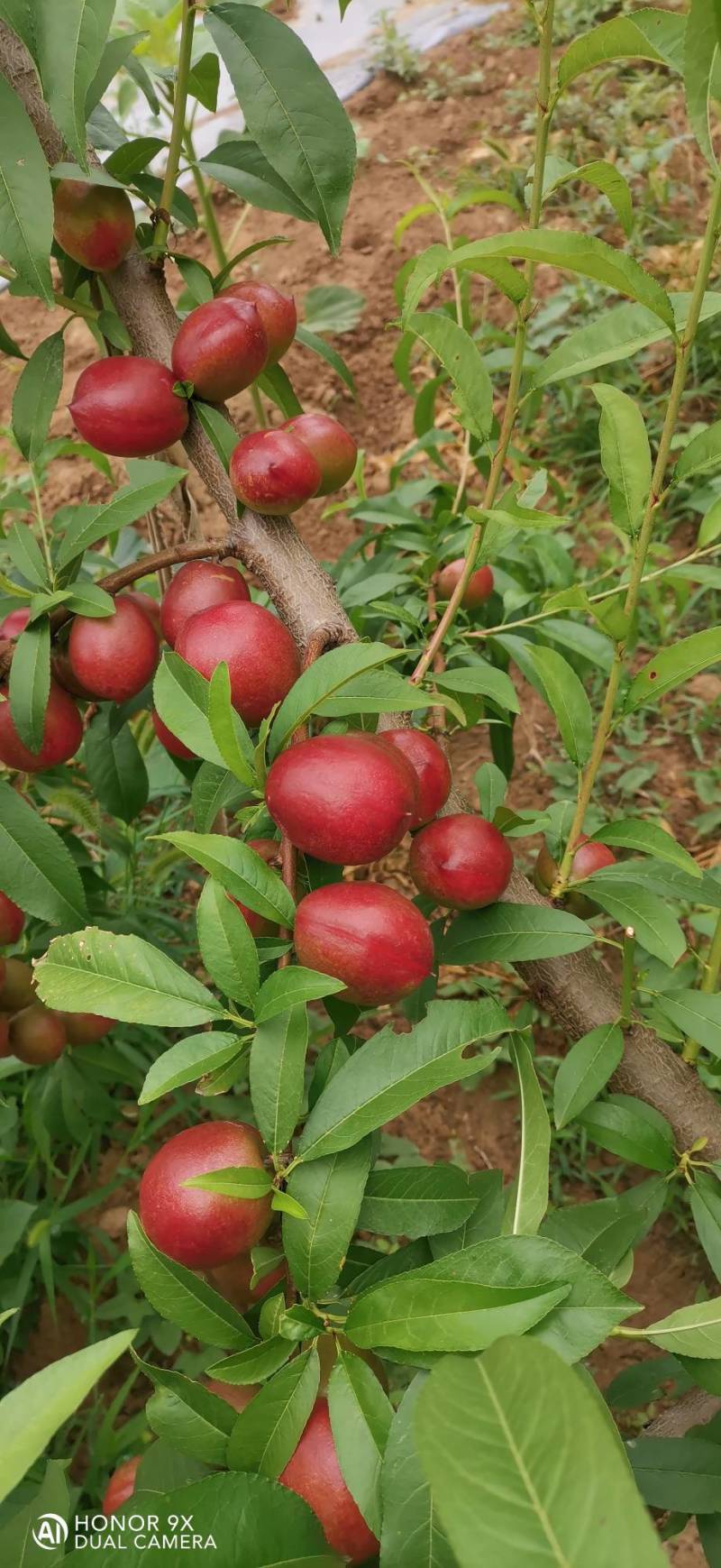 珍珠枣油桃1号