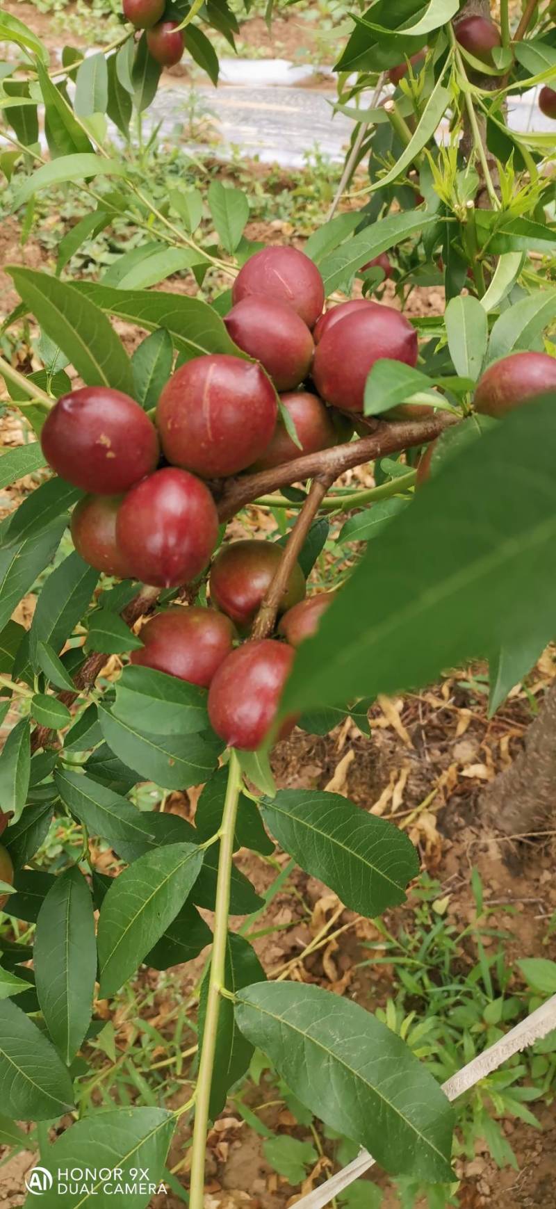 珍珠枣油桃1号