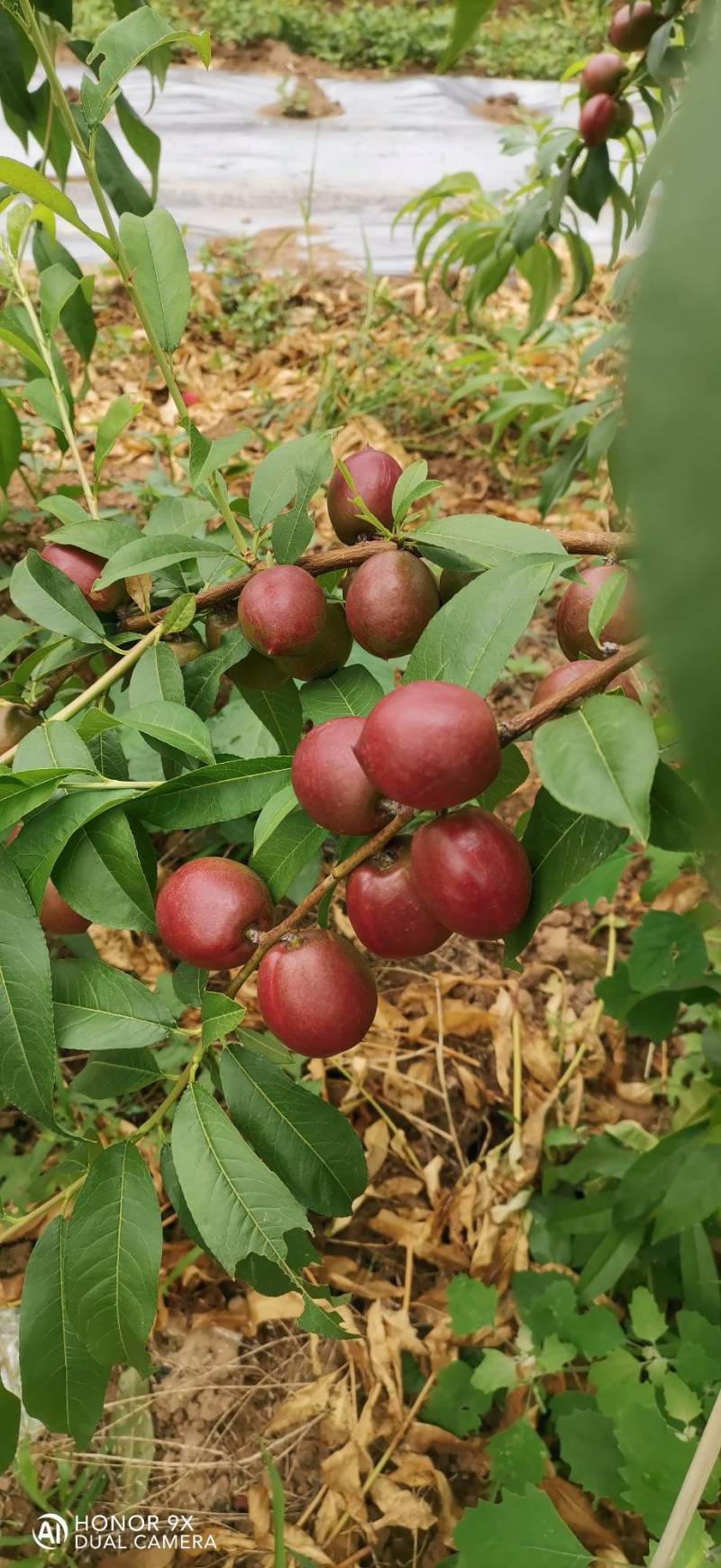 珍珠枣油桃1号
