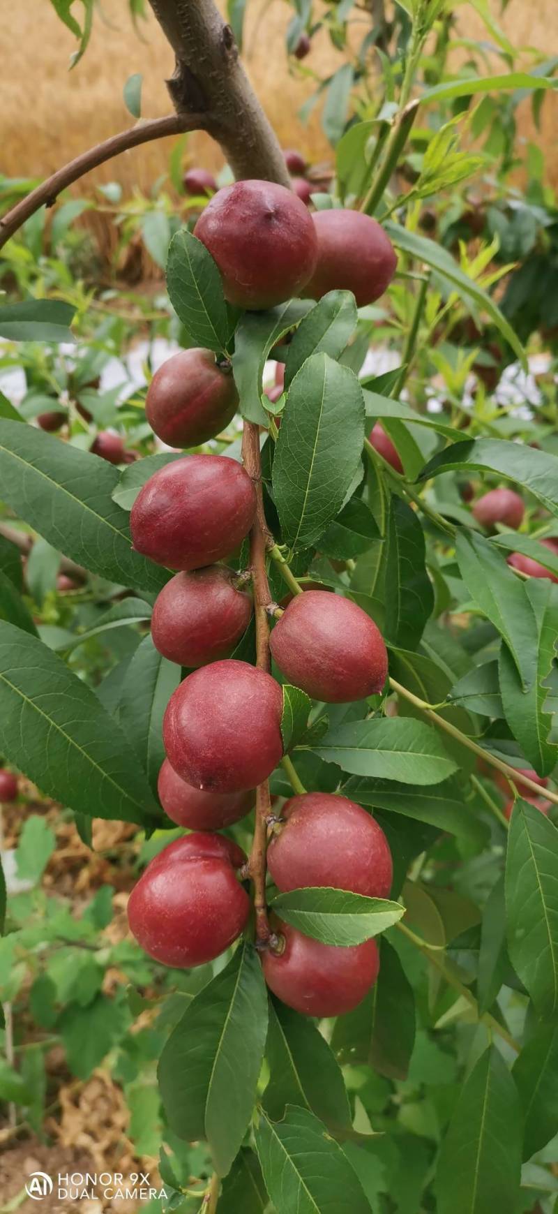 珍珠枣油桃1号