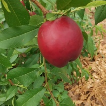 珍珠枣油桃1号