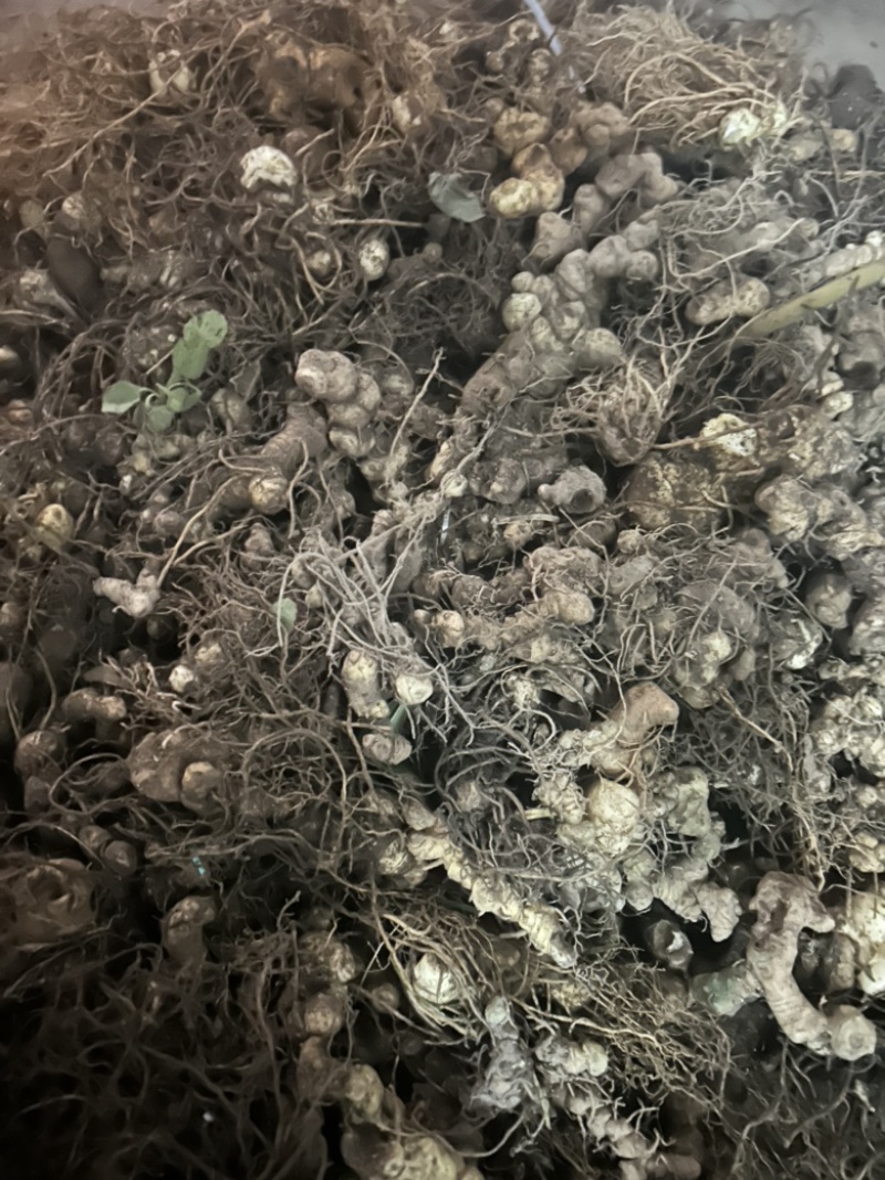 黄精野生黄精姜型多花大块茎深山老黄精一手货源直供