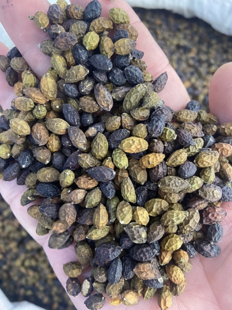 鸦胆子