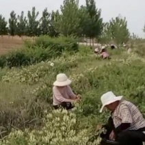 北花一号金银花