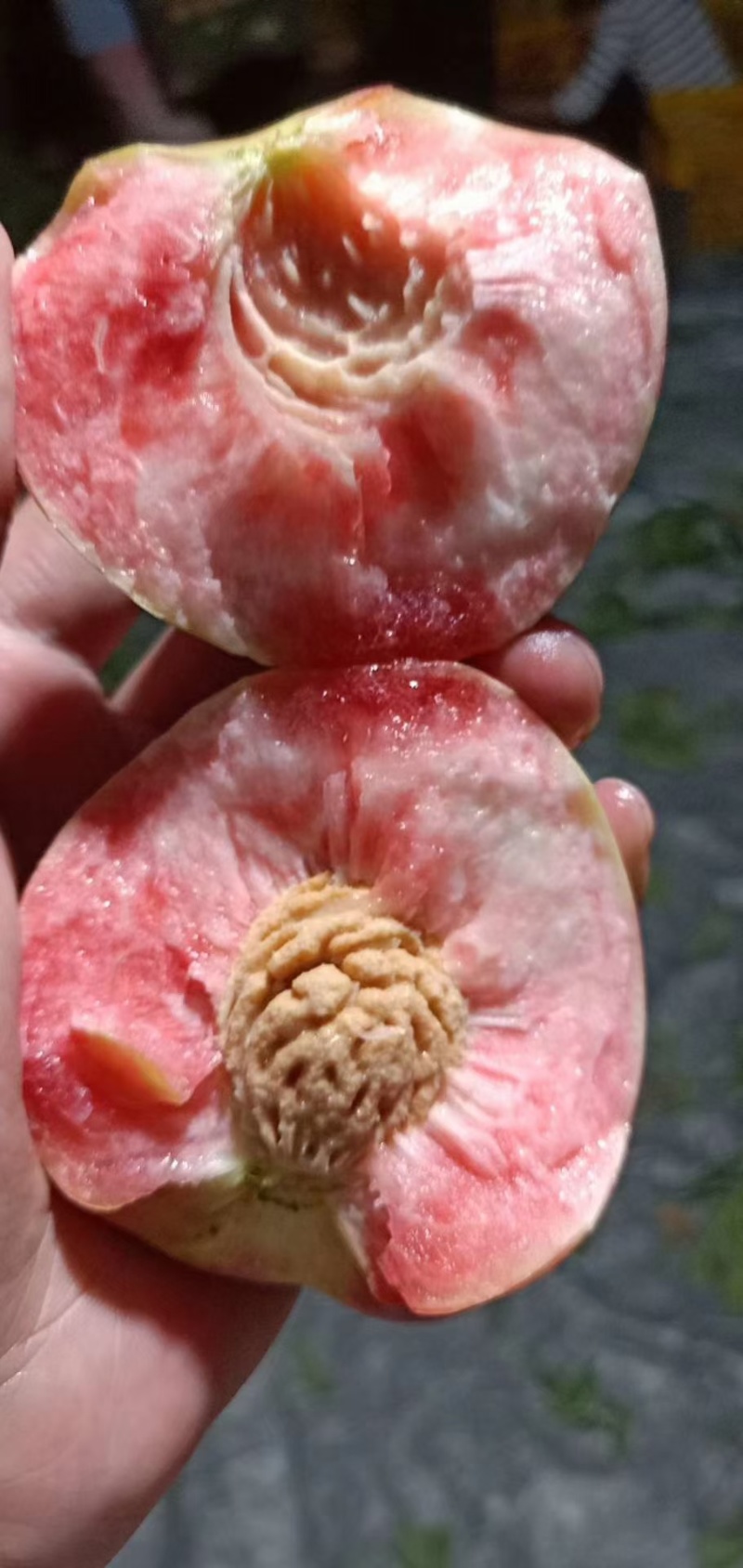 贵州毛桃，血丝桃，红不软，即将上市，口感脆甜，。