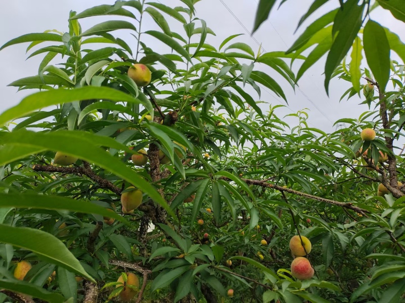 贵州毛桃，血丝桃，红不软，即将上市，口感脆甜，。