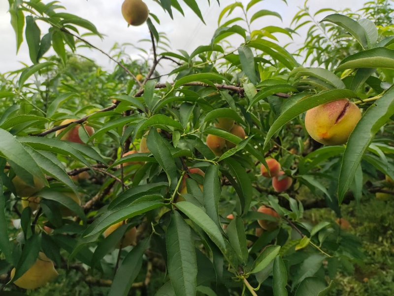 贵州毛桃，血丝桃，红不软，即将上市，口感脆甜，。