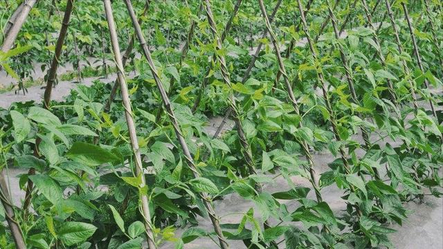白扁豆种植基地航拍图