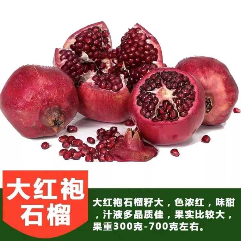 无籽石榴苗特大软子石榴苗突尼斯软子石榴苗特大果甜石榴树苗
