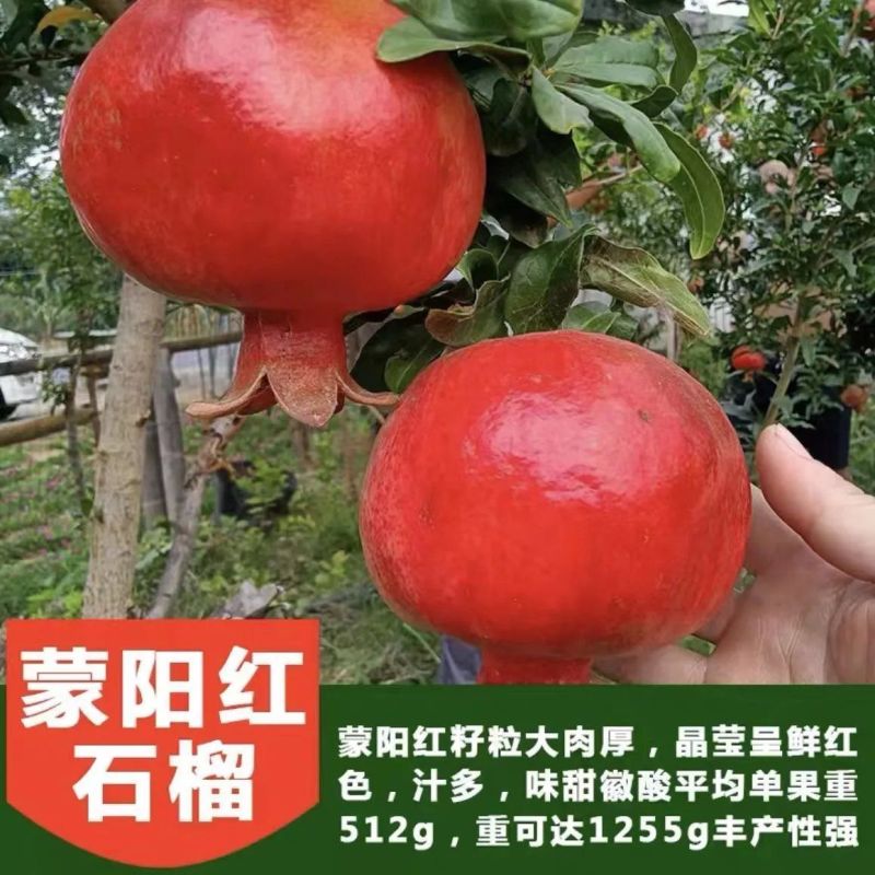 无籽石榴苗特大软子石榴苗突尼斯软子石榴苗特大果甜石榴树苗