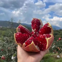 石榴苗蒙阳红石榴苗甜石榴大果树苗软子石榴苗基地直销苗批发