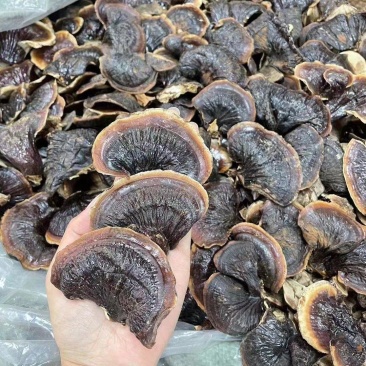 山东冠县金边灵芝，自家园生产加工，源头供应无差价，欢迎。