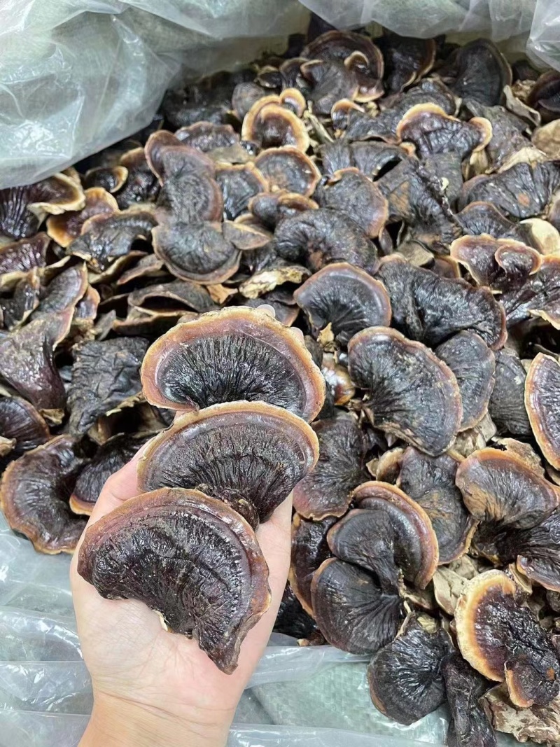 山东冠县金边灵芝，自家园生产加工，源头供应无差价，欢迎。