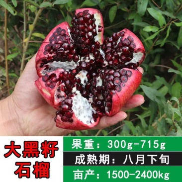 石榴树苗墨玉石榴特大石榴果树南北方种植庭院盆栽矮化墨石榴