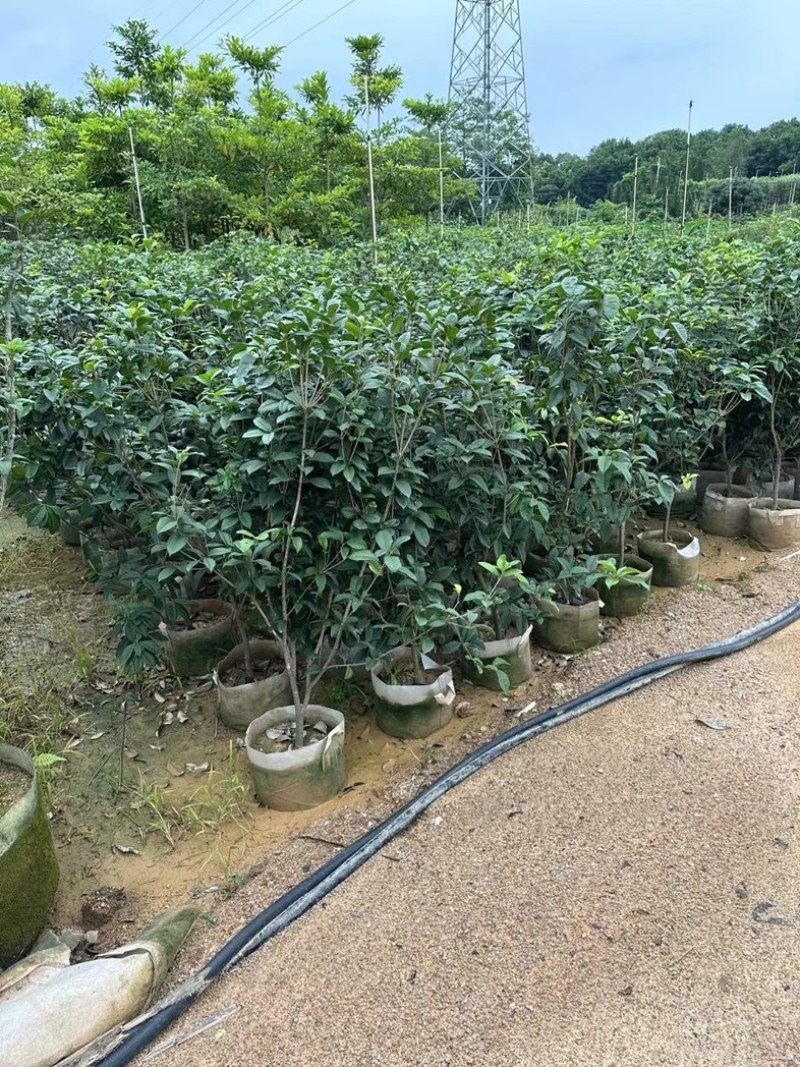 四季桂1.2至2米基地直销规格齐全欢迎老板来电合作
