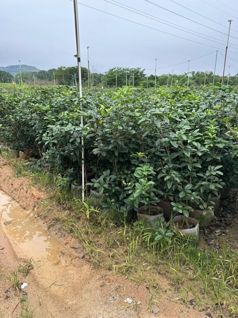四季桂1.2至2米基地直销规格齐全欢迎老板来电合作
