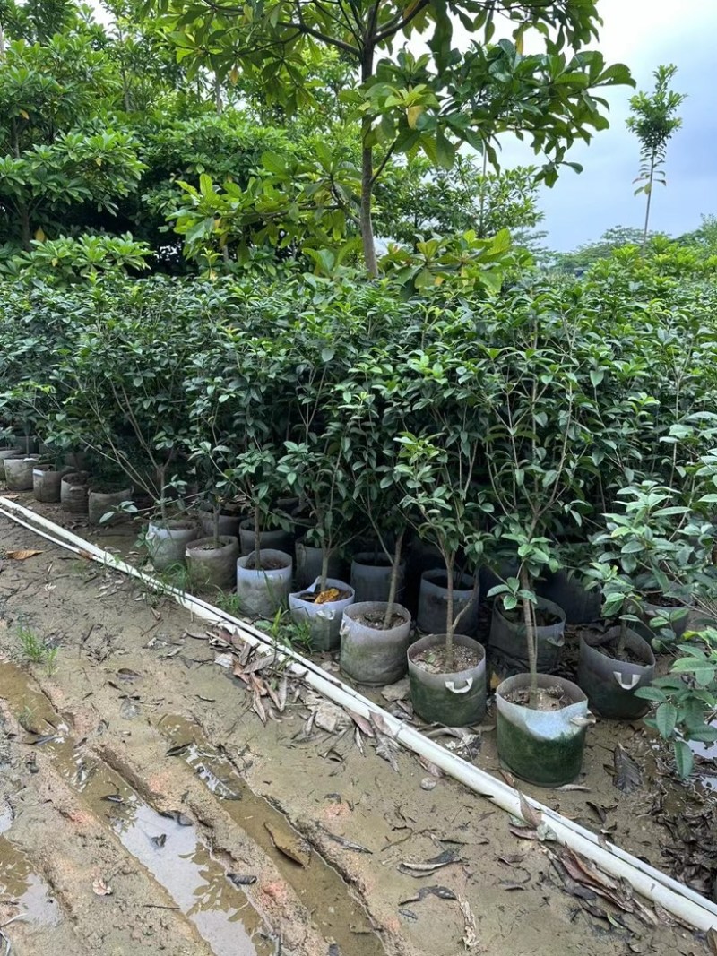 四季桂1.2至2米基地直销规格齐全欢迎老板来电合作