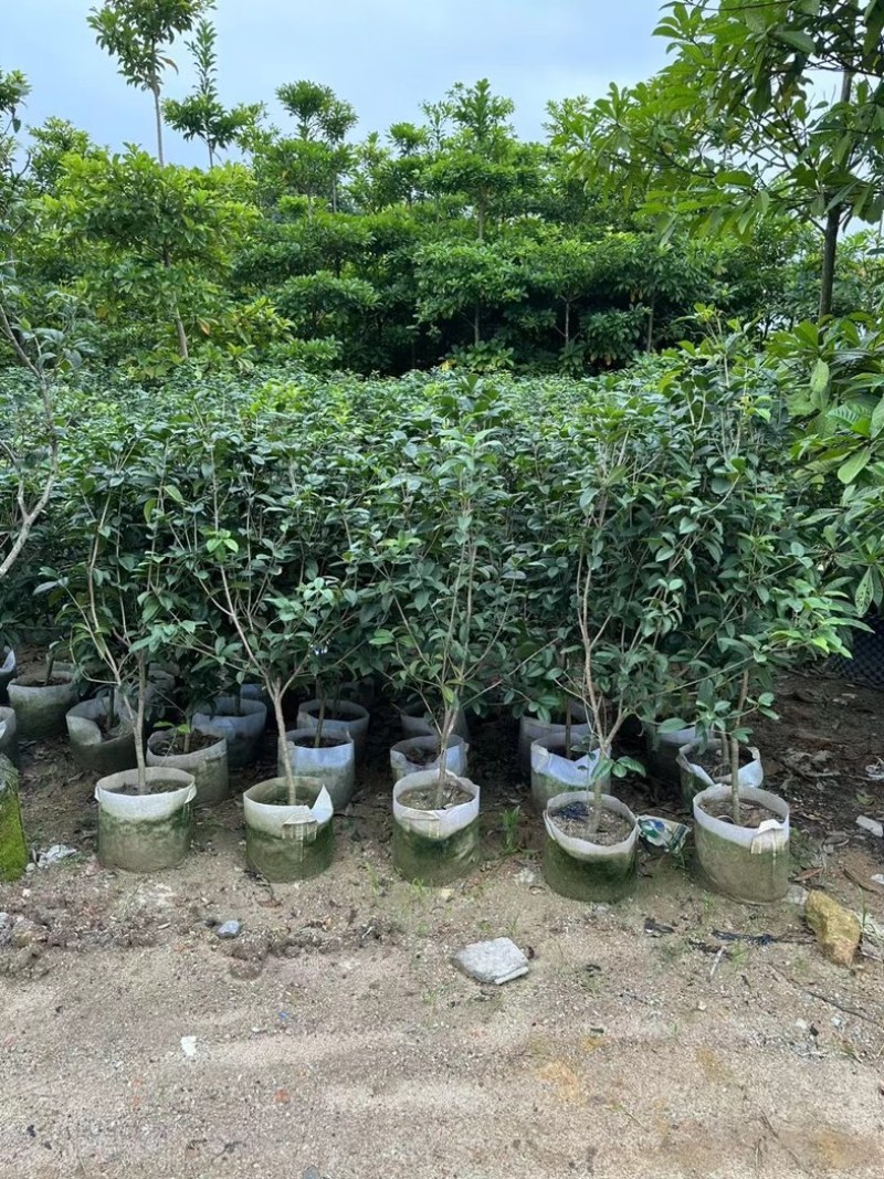 四季桂1.2至2米基地直销规格齐全欢迎老板来电合作