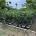 四季桂1.2至2米基地直销规格齐全欢迎老板来电合作