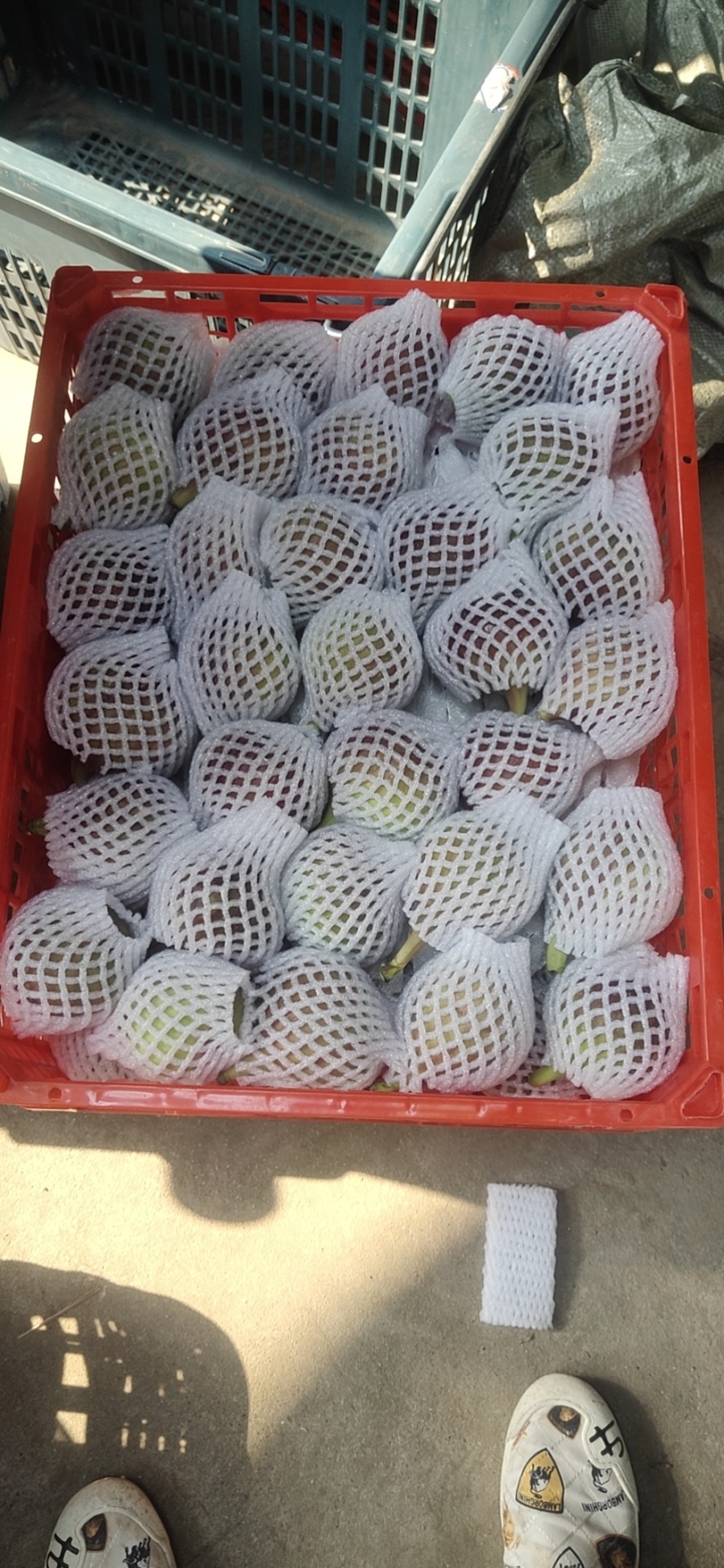 全年无花果，云南，四川，江苏，威海基地直发，坏果包
