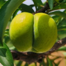 贵州安顺镇宁蜂糖李