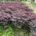 红花继木球60至1米基地直销欢迎老板来电咨询合作