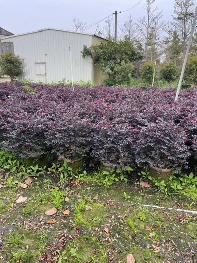 红花继木球60至1米基地直销欢迎老板来电咨询合作