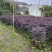 红花继木球60至1米基地直销欢迎老板来电咨询合作
