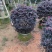 红继木球70至1.5米基地直销规格齐全欢迎老板来电