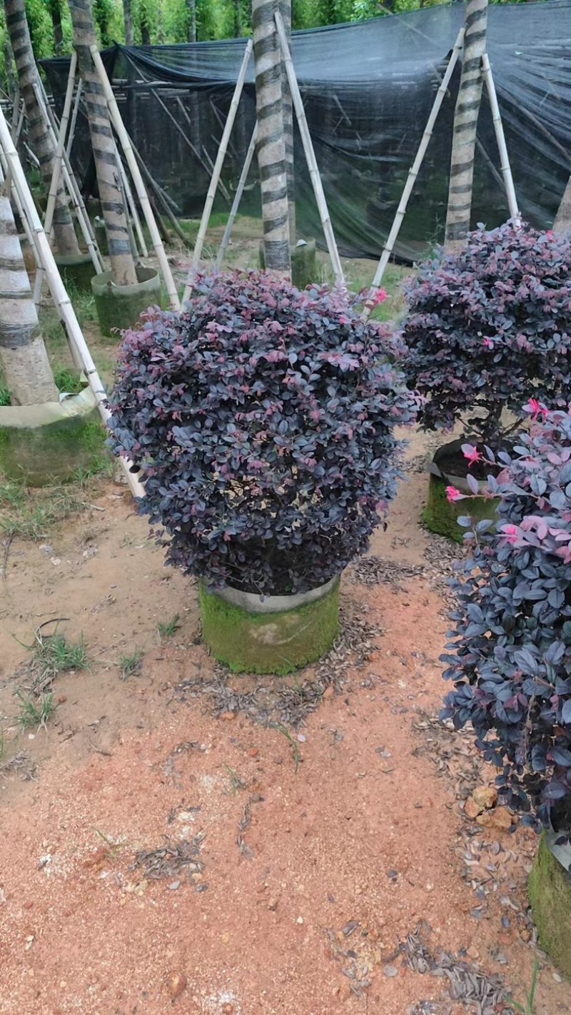 红继木球70至1.5米基地直销规格齐全欢迎老板来电