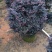 红继木球70至1.5米基地直销规格齐全欢迎老板来电