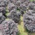 红继木球70至1.5米基地直销规格齐全欢迎老板来电