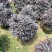 红继木球70至1.5米基地直销规格齐全欢迎老板来电