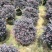 红继木球70至1.5米基地直销规格齐全欢迎老板来电