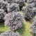 红继木球70至1.5米基地直销规格齐全欢迎老板来电