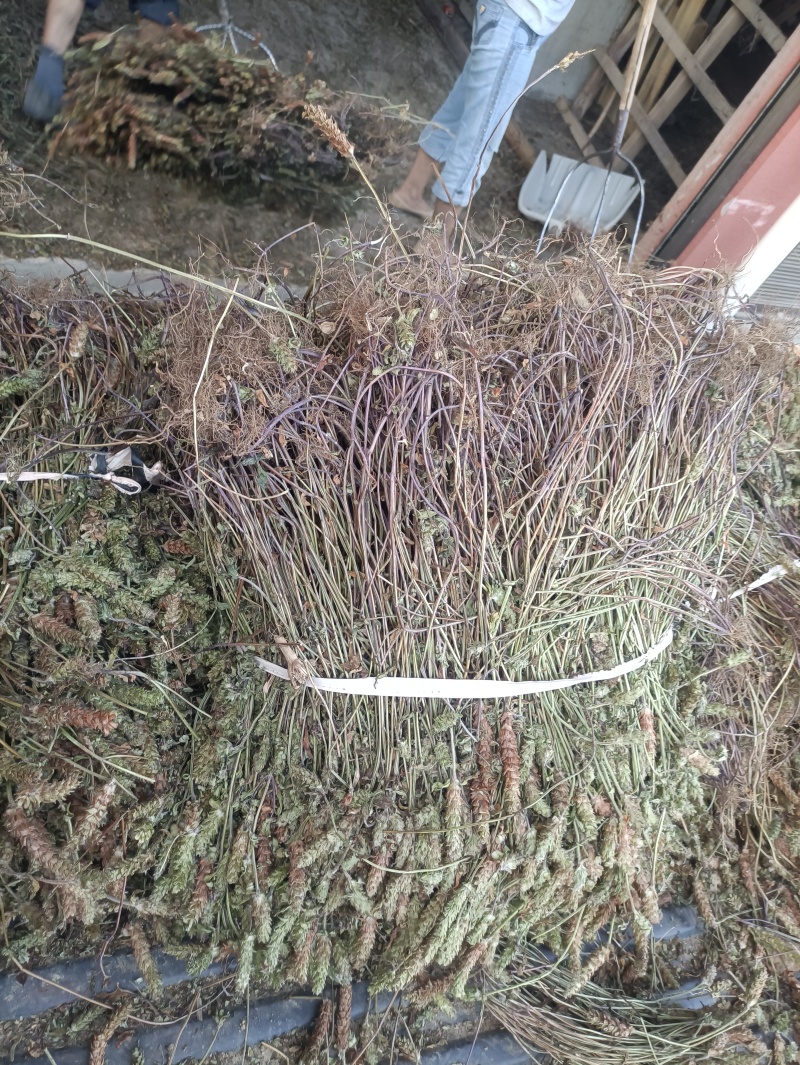 夏枯草全棵