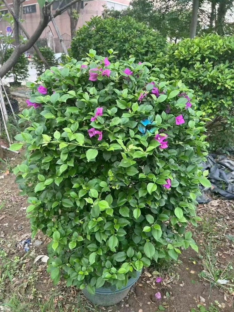 紫花三角梅1.2米至2米基地直销规格齐全欢迎老板来电